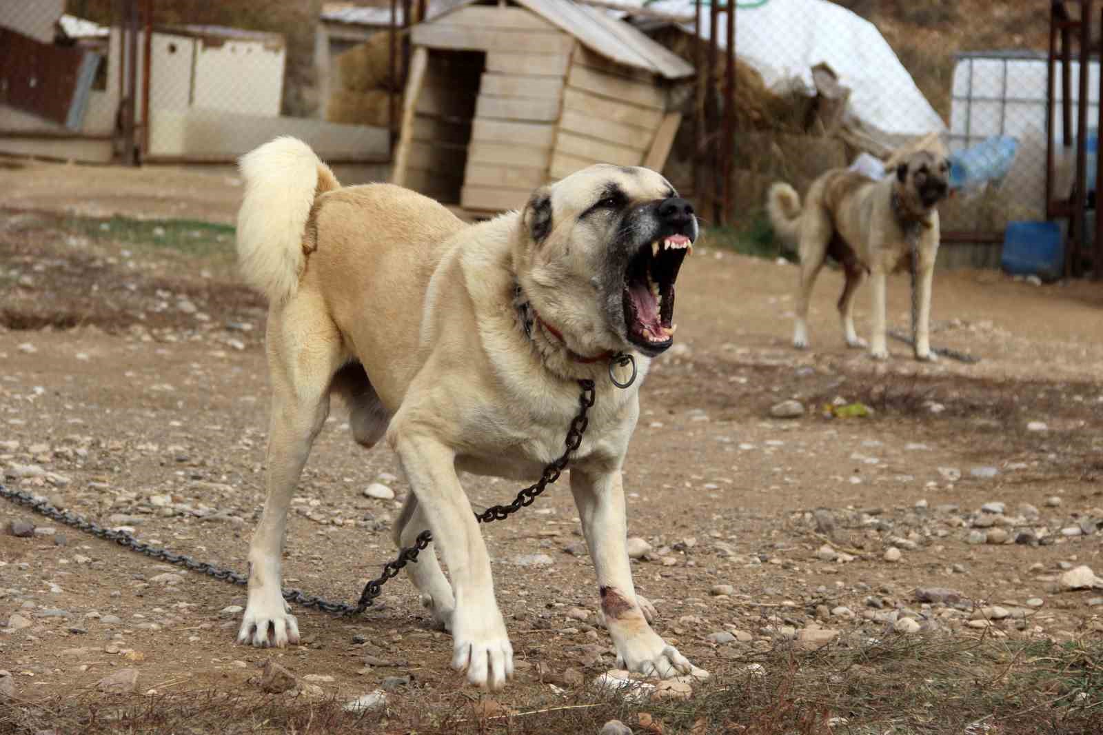 Dünyanın en sadık ve en cesur sürü koruma köpeği