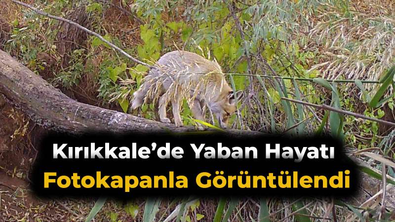Kırıkkale’de yaban hayatı fotokapanla görüntülendi