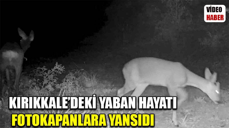 Kırıkkale’deki yaban hayatı fotokapanlara yansıdı