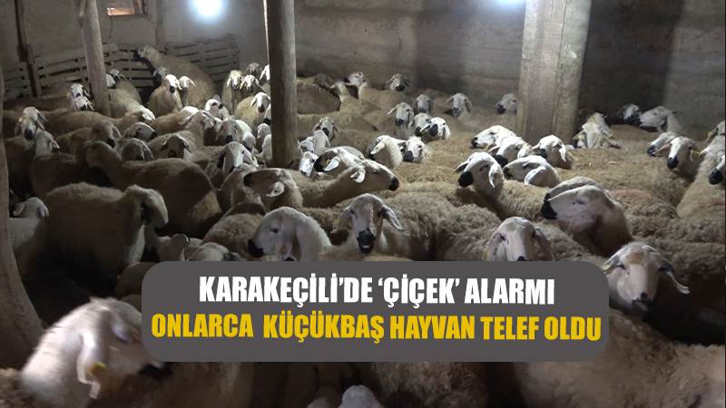 İlçede ’çiçek’ alarmı: Onlarca küçükbaş hayvan telef oldu, diğerleri karantinaya alındı