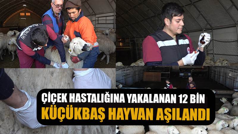 Çiçek hastalığından 150 tanesi telef olmuştu: Karantinaya alınan 12 bin küçükbaş hayvan aşılanıyor