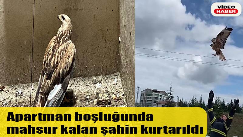 Apartman boşluğunda mahsur kalan şahin kurtarıldı