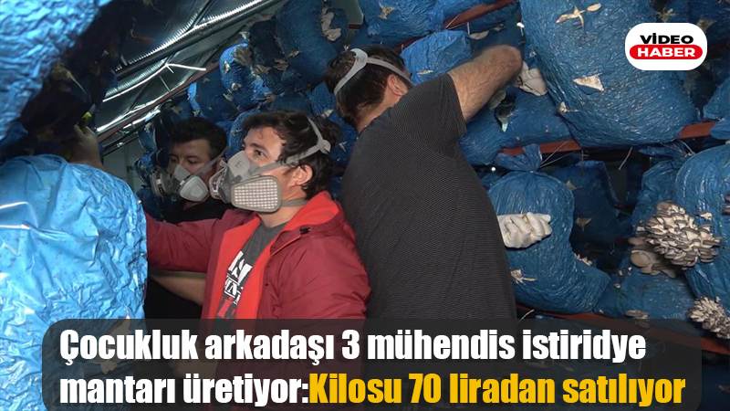 Çocukluk arkaaşdı 3 mühendis istiridye mantarı üretiyor: Kilosu 70 liradan satılıyor