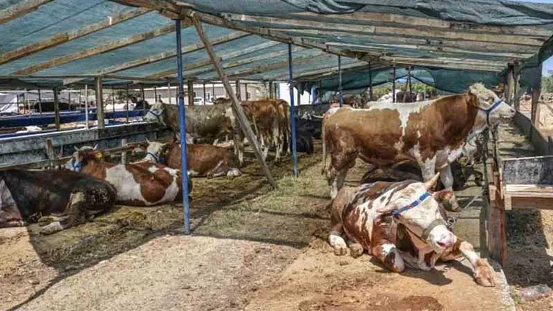 KIRIKKALE’DE KURBAN KESİM YERLERİ BELLİ OLDU