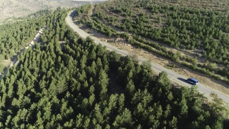 Kırıkkaleliler bu meyve için dağların yolunu tuttu!