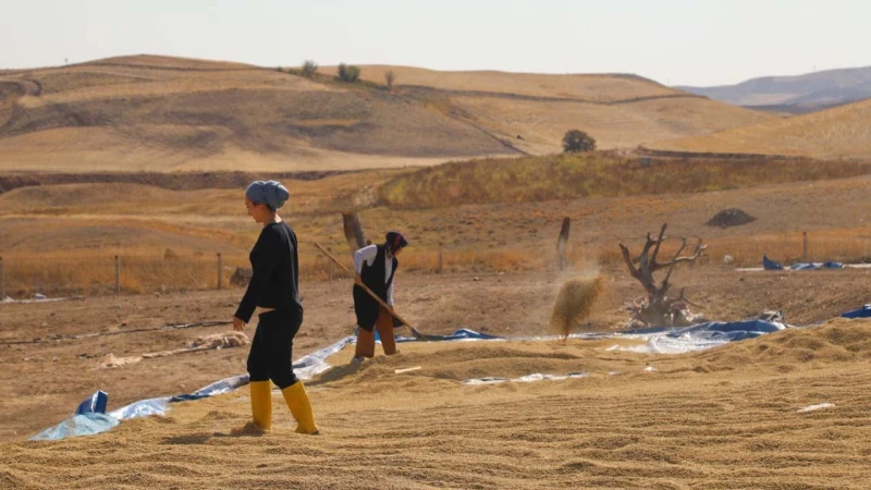 Sulakyurt’ta sular çekildi, hasat başladı
