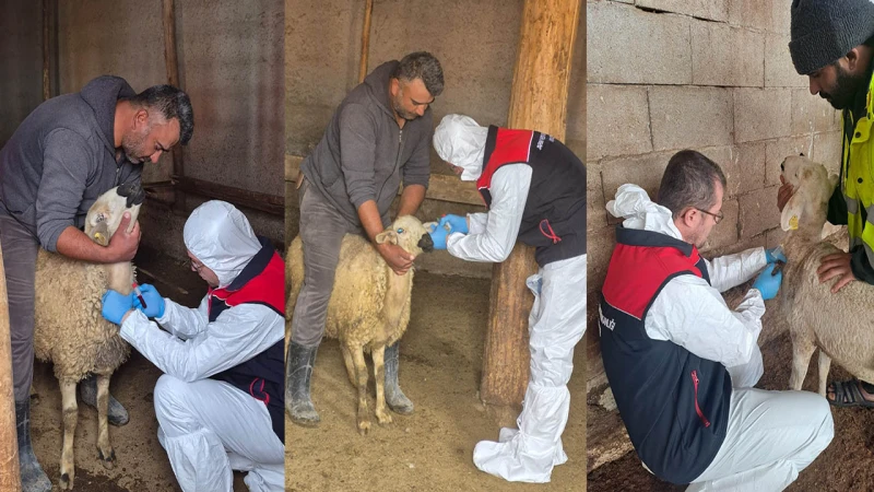 Kırıkkale’de koyun-keçi vebası (PPR) alarmı
