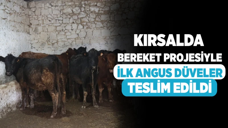 Kırsalda Bereket projesiyle ilk Angus düveler telim edildi