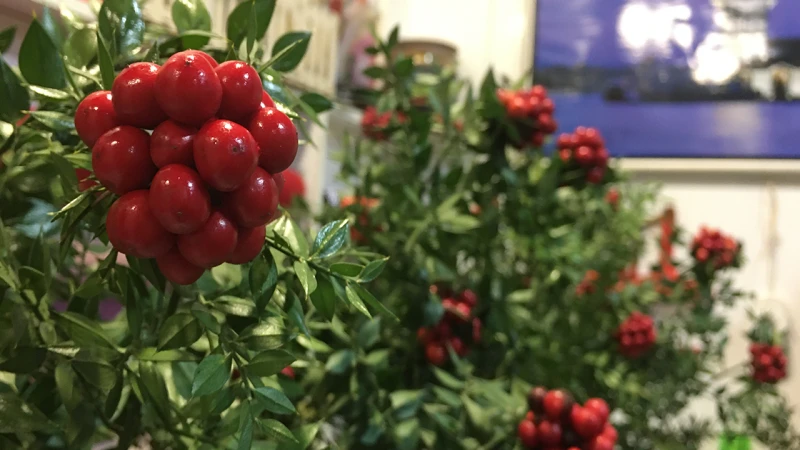 Kırıkkale’de Aralık ayının en çok tercih edilen çiçeği kokina oldu