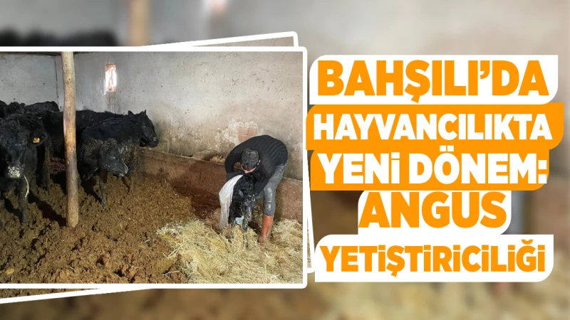 Bahşılı’da hayvancılıkta yeni dönem: Angus yetiştiriciliği