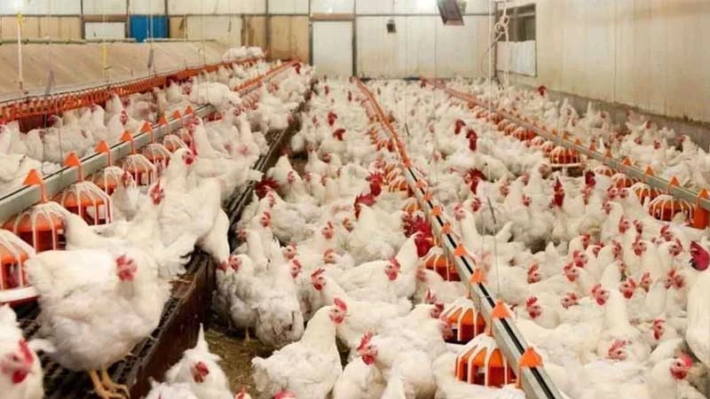 Tavuk üretimi arttı