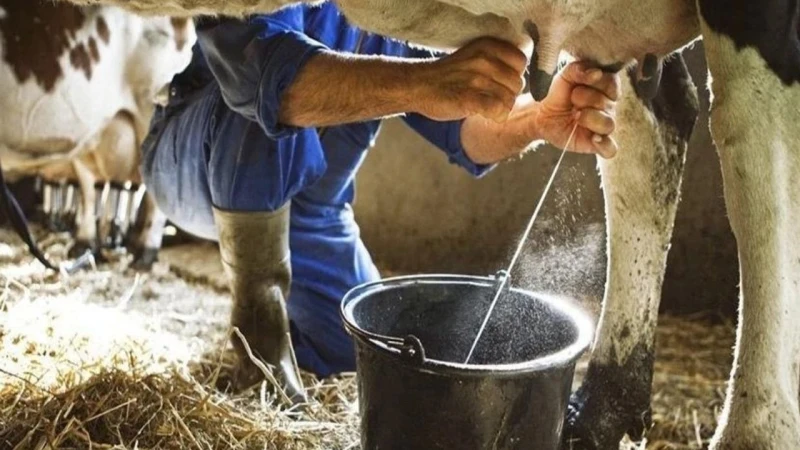 930 bin 898 ton inek sütü toplandı