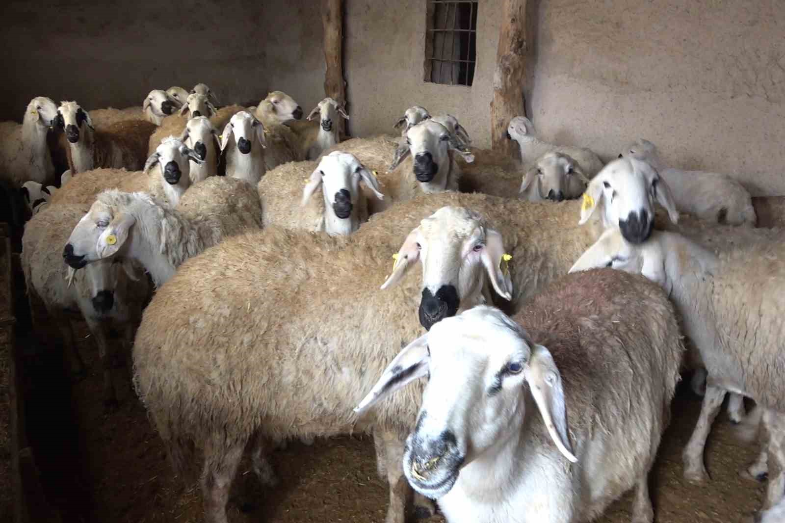 İlçede ’çiçek’ alarmı: Onlarca küçükbaş hayvan telef oldu, diğerleri karantinaya alındı