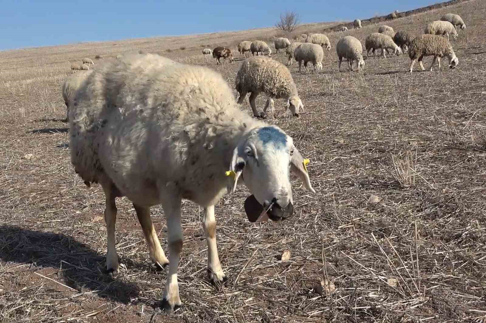 Çiçek hastalığından 150 tanesi telef olmuştu: Karantinaya alınan 12 bin küçükbaş hayvan aşılanıyor