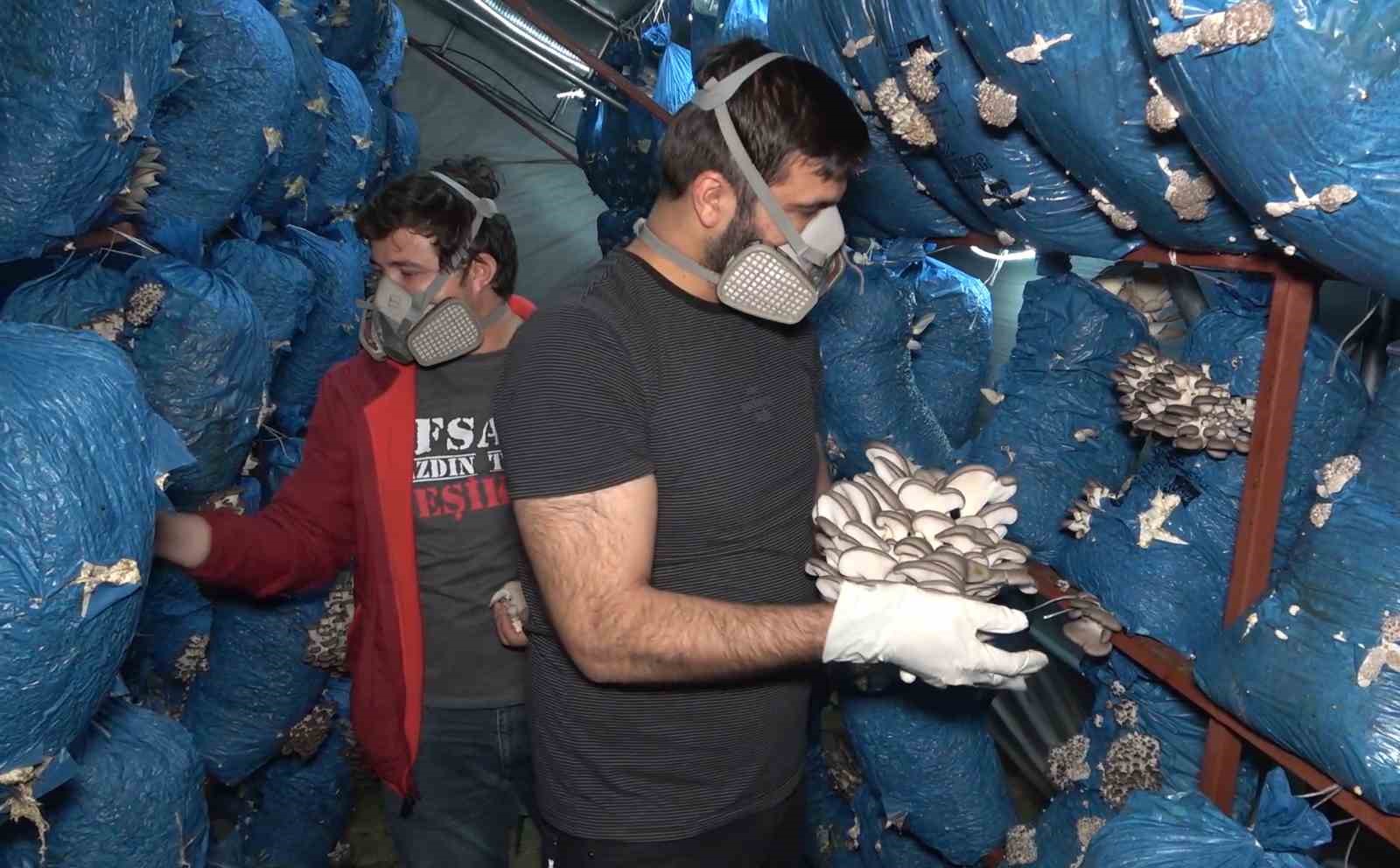 Çocukluk arkaaşdı 3 mühendis istiridye mantarı üretiyor: Kilosu 70 liradan satılıyor