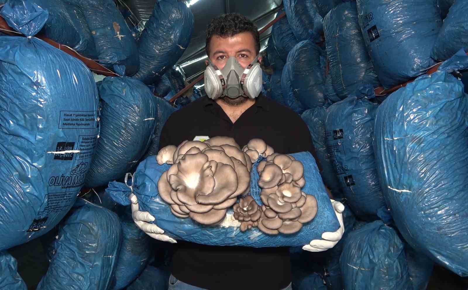 Çocukluk arkaaşdı 3 mühendis istiridye mantarı üretiyor: Kilosu 70 liradan satılıyor