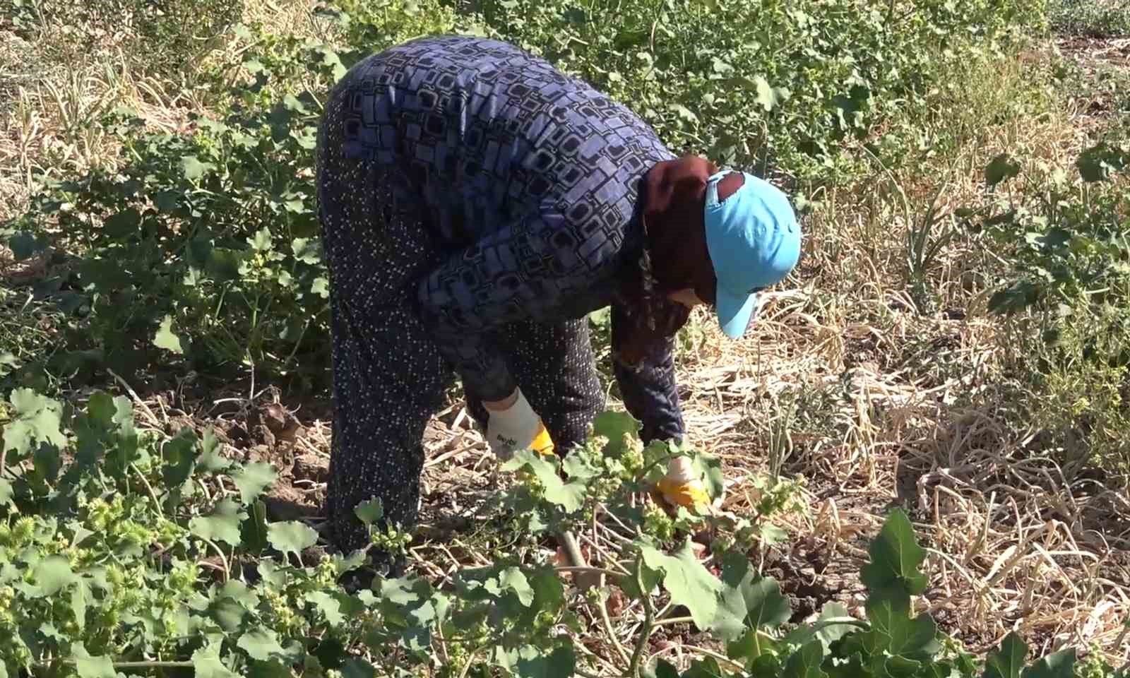 Coğrafi işaretli ’Kılıçlar soğanı’nın hasadı başladı