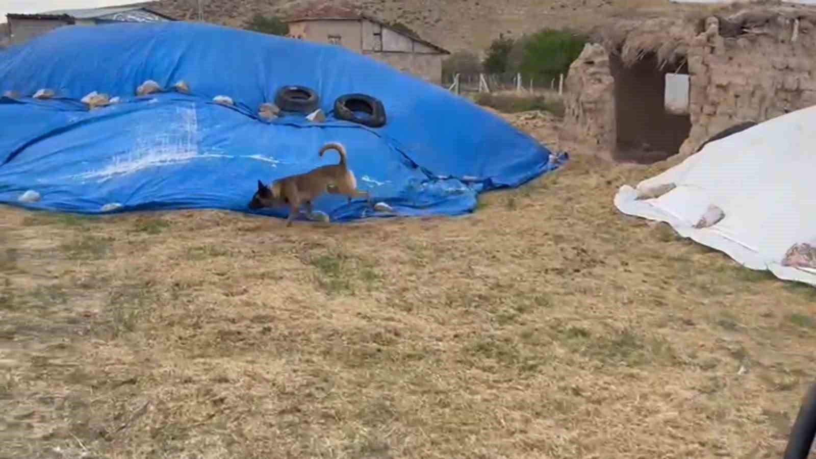 Saman yığınından uyuşturucu çıktı: Narkotik köpeği böyle buldu