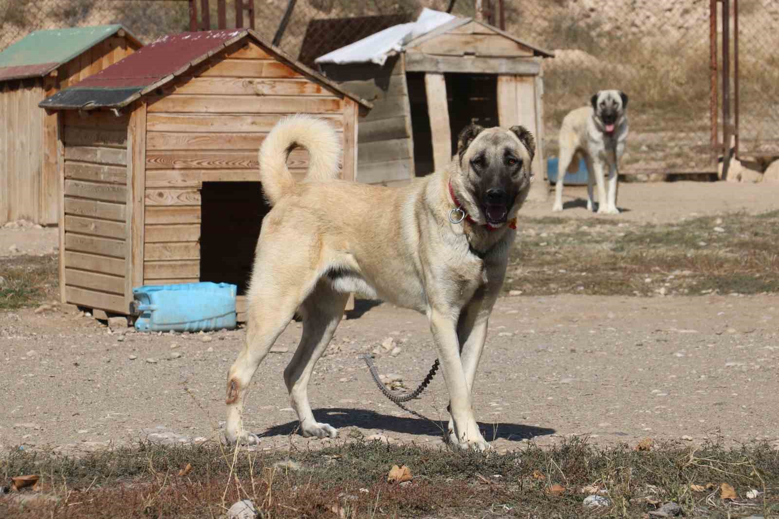 Dünyanın en sadık ve en cesur sürü koruma köpeği