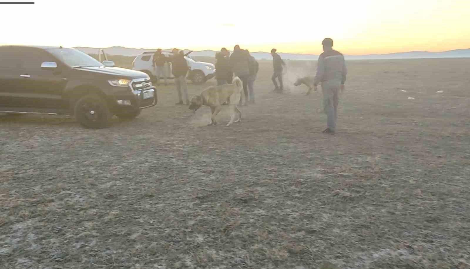 Köpek dövüştürerek bahis oynayanlara suçüstü