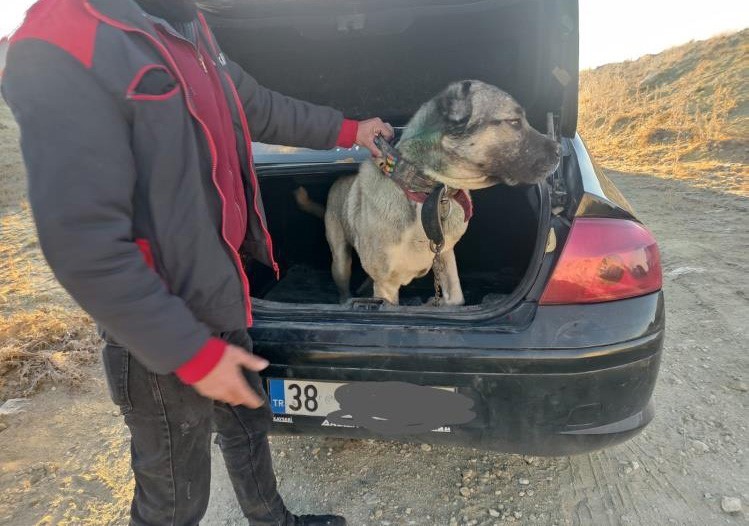 Köpek dövüştürerek bahis oynayanlara suçüstü