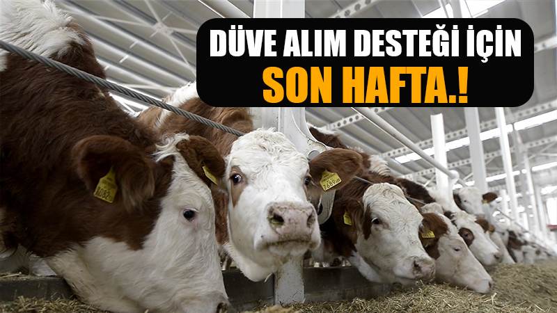 DÜVE ALIM DESTEĞİ BAŞVURULARI İÇİN SON  HAFTA
