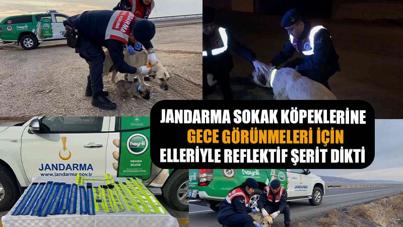 Jandarma sokak köpeklerine gece görünmeleri için elleriyle reflektif şerit dikti