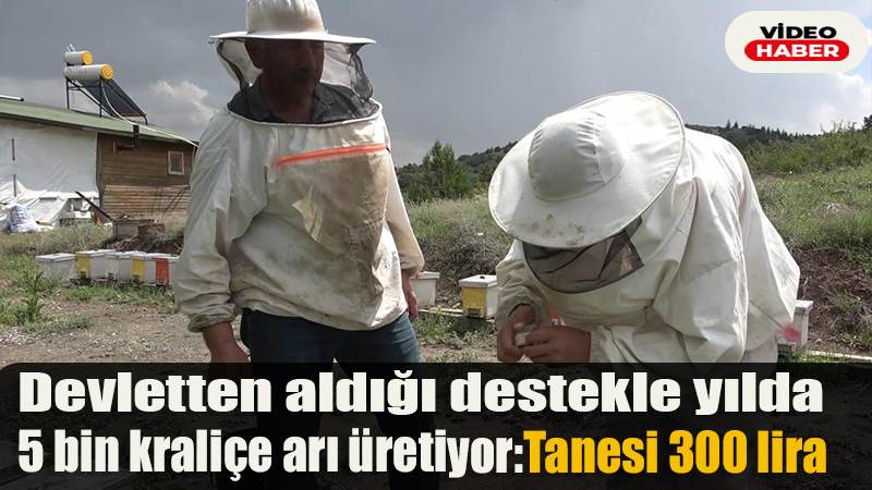 Devletten aldığı destekle yılda 5 bin kraliçe arı üretiyor: Tanesi 300 lira