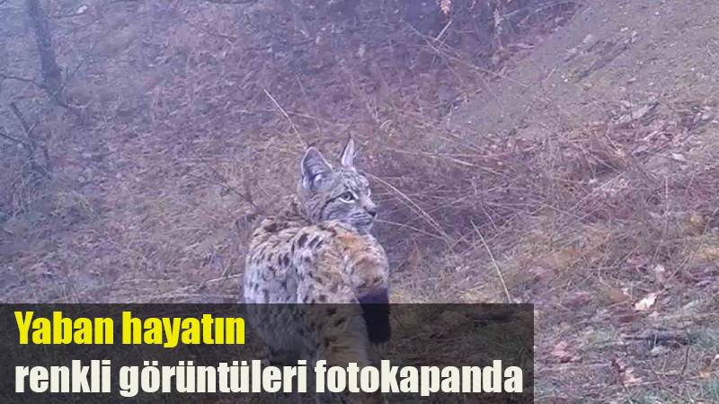 Yaban hayatın renkli görüntüleri fotokapanda