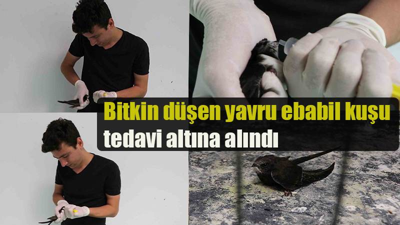 Bitkin düşen yavru ebabil kuşu tedavi altına alındı