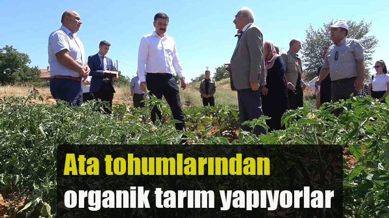 Ata tohumlarından organik tarım yapıyorlar