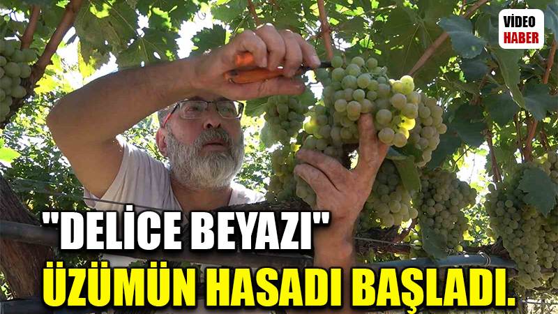 "Delice beyazı" üzümün hasadı başladı: 3 dönüm bağdan 8 ton çıktı, 240 bin liraya sattı