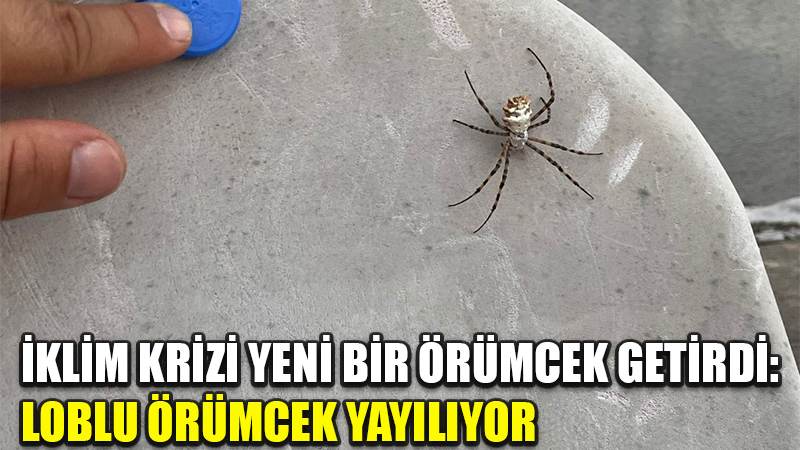 İklim krizi yeni bir örümcek getirdi: Loblu örümcek yayılıyor