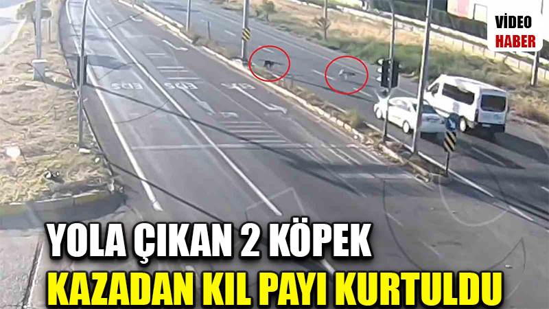 Yola çıkan 2 köpek kazadan kıl payı kurtuldu