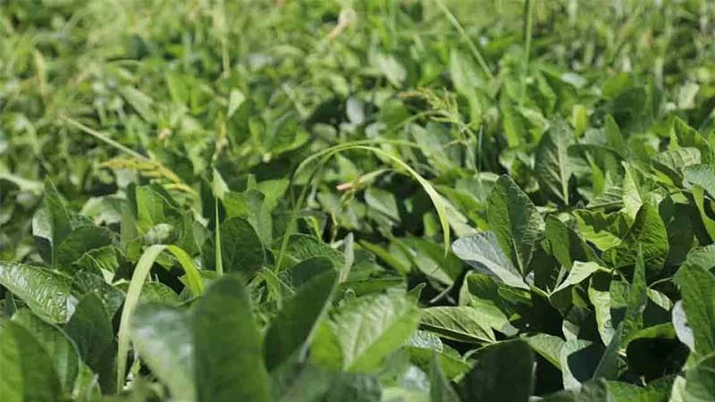 KIRIKKALE’DE BİR İLK YAŞANDI! SOYA FASULYESİ HASADI BAŞLADI