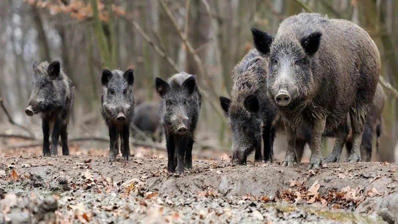 Kırıkkale'de şaşırtan görüntü: Domuzlar mahalleye indi!