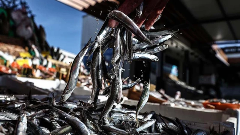 Balık avında fiyat endeksi arttı