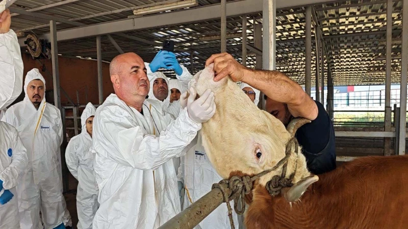 Hayvan üreticilerine probang eğitimi