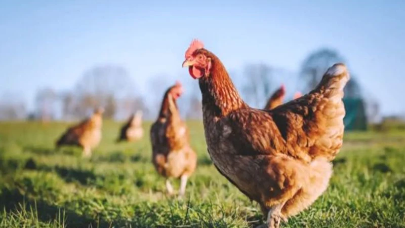 Kümes hayvancılığı üretimi arttı