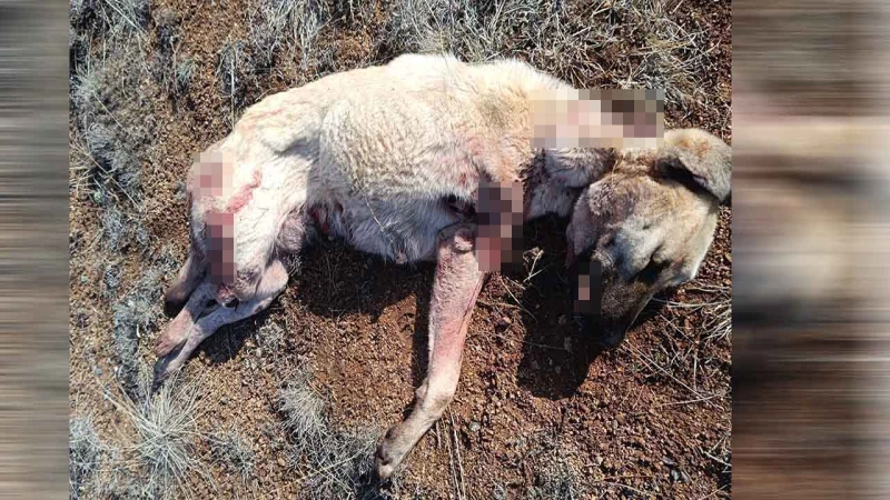 Kırıkkale’de köpek vahşeti!