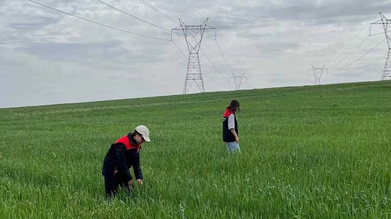 Buğday tarlalarında süne mücadelesi