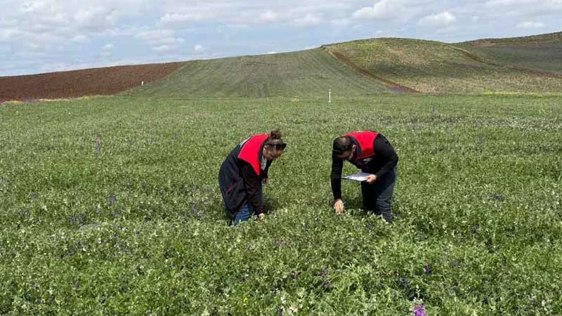 Tarlalarla saha kontrolü yapılıyor