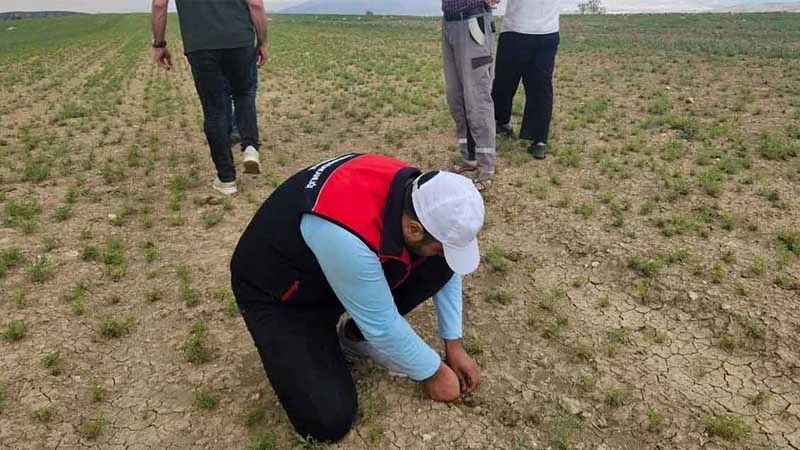 Bahşılı’da nohut ekili alanlar kontrol edildi