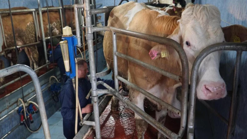 934 bin 745 ton inek sütü toplandı