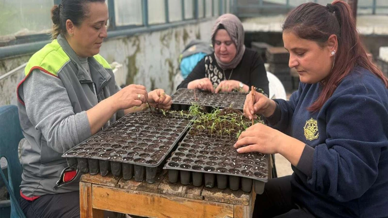 Kırıkkale’de 400 bin fide ücretsiz dağıtılacak